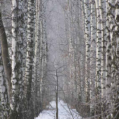 Самосад Самосад