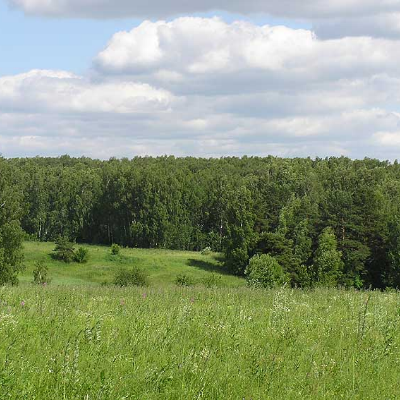 поля Гнездино поля Гнездино