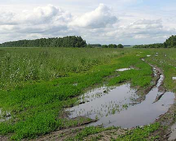 Милая сердцу картина